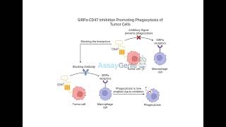 SIRPα Inhibition Clearing Tumors by Promoting Phagocytosis [upl. by Cesar]