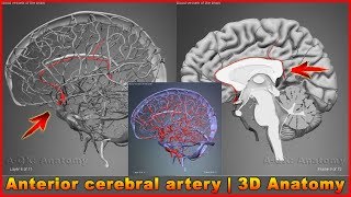 Anterior cerebral artery  Arteries of head and neck  3D Human Anatomy  Organs [upl. by Gross]