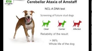 Cerebellar Ataxia of American Staffordshire Terrier AmStaff  ANTAGENE [upl. by Edlun975]