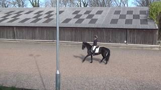 Prelim 13  7517 Full Winning Dressage Test [upl. by Siesser]