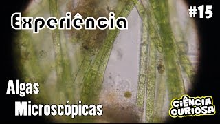 Experimento com Algas Microscópicas [upl. by Egidius287]