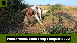 Marderhund in Trapper 20 FalleFallenjagd 2022TrapperInfo [upl. by Namref]