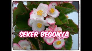 ŞEKER BEGONYA BAKIMI [upl. by Nottus571]