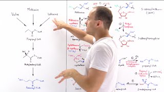 Metabolism of Methionine [upl. by Shaya]