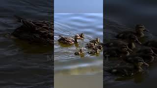 Ducklings swimming with Mama duck  Duck and her babies swimming [upl. by Keisling]