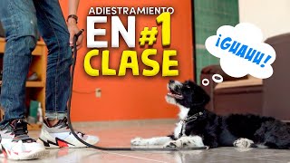 Adiestramiento Canino EN UN SOLO VIDEO [upl. by Esmond]