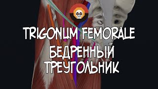 Бедренный треугольник trigonum femorale 3D Анатомия [upl. by Kial412]