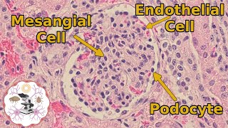 Kidney Histology  The Glomerulus  Another One Bites the Tuft [upl. by Brita]