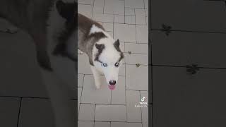 Sibir qurdu yenə bizimlə husky love siberianhusky [upl. by Fortin919]