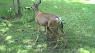 Fawn Chases a Quail and other nice moments [upl. by Naeroled]