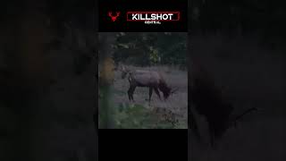 Colorado archery Elk  Archery Elk Hunting Video Killshot huntingvideo killshot [upl. by Harwilll]