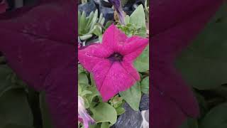 Arbus precatorius gardenflowers flowers gardening garden nature [upl. by Karlene]