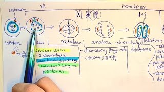 MITOZA I PODZIAŁY KOMÓRKOWE 4c2n liczba chromosomów o co chodzi [upl. by Haya]