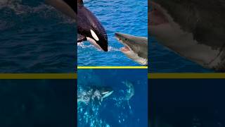 Killer Whales Epic Takedown of a Great White Shark 🦈 shark orca killerwhales [upl. by Erine]