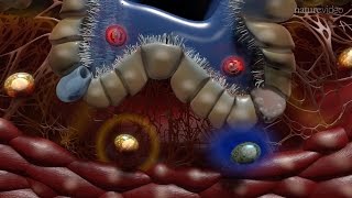 Immunology of the Lung [upl. by Oir276]