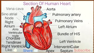 How To Draw Human Heart Diagram  Longitudinal Section Of Human Heart Diagram Drawing  Easy step [upl. by Schwing]