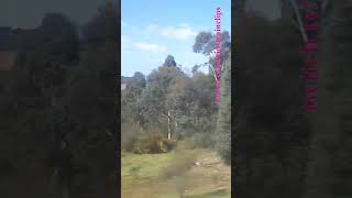 VLINE Albury NSW To Southern Cross 101024 vline shorts shortvideo train travel views [upl. by Farwell]