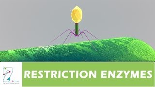 RESTRICTION ENZYMES [upl. by Atinot]