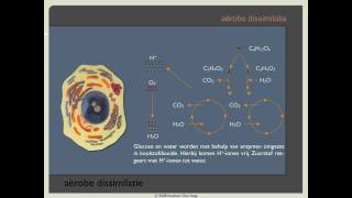 Biodoen  aërobe dissimilatie 1 van 8 [upl. by Layne975]