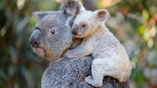 Koala Chronicles A Peek into their Live [upl. by Womack]