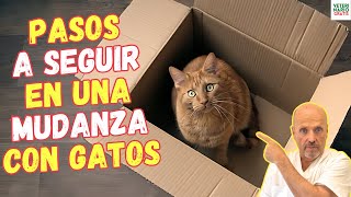 🚚 PASOS A SEGUIR EN UNA MUDANZA CON GATOS 🚚 [upl. by Haissem220]