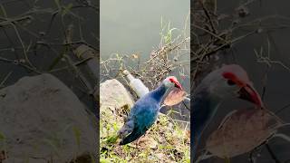 WESTERN SWAMPHEN  KNOWN AS PURPLE SWAMPHEN bird purple nature naturelovers wildlife 😍❤️ [upl. by Nylsaj]