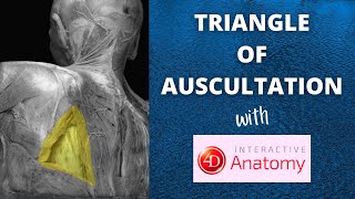 Triangle of Auscultation  Air Anatomy  4D Anatomy [upl. by Ilyah305]