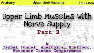 Upper Limb Muscles With Nerve Supply in One chart only 🔥🔥  22  Upper Limb Anatomy [upl. by Ardnuaed]