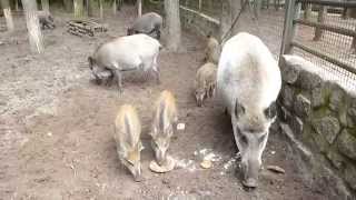 Wildschweine futtern Teil 2 im Tier  u FreizeitparkGermendorf [upl. by Ayerhs]