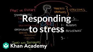 Responding to stress  Processing the Environment  MCAT  Khan Academy [upl. by Fredek]