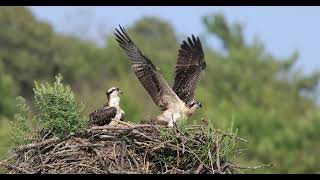 Osprey flight school [upl. by Arammat]