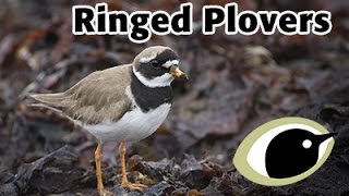 BTO Bird ID  Ringed Plovers [upl. by Hamachi]