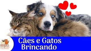 Cães e Gatos Brincando Juntos [upl. by Dianuj88]