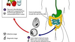 Siklus Hidup Balantidium Coli [upl. by Curcio]