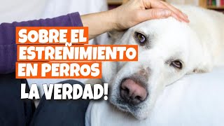 ESTREÑIMIENTO en PERROS 🐶Qué Lo Causa y Qué Hacer [upl. by Bettzel]