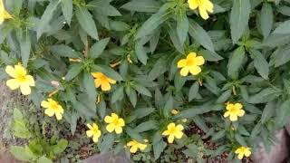 Turnera UlmifoliaCuban Butter Cup Yellow ElderHow To Grow And Care Yellow Butter Cup Plant [upl. by Nathan638]