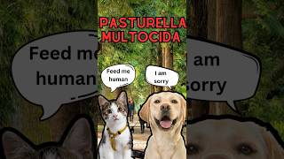 Pasteurella multocida symptoms and how to handle dogs cats infection swollen video facts fyp [upl. by Cyril]