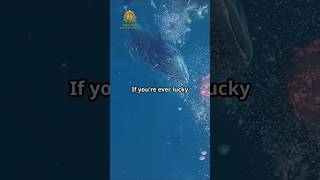 Whale Sharks Gentle Giants of the Ocean [upl. by Anahgem]