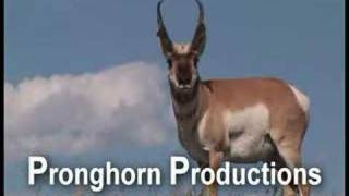 Buck Pronghorn Antelope in the Mating Season [upl. by Braswell]