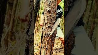 Cutting trees by hand Part MT survivalskills survival outdoorsurvival bambootools bushcraft [upl. by Nerland]