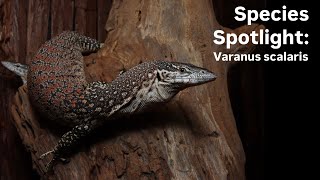 Species spotlight Spotted tree monitor [upl. by Eylatan]