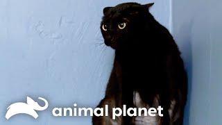 The Savage Cat That Stumped Jackson Galaxy  My Cat From Hell  Animal Planet [upl. by Cott]