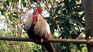 Hoabachthuy đang phát trực tiếpUnique breed of ornamental chicken in the world Japanese breed [upl. by Yemarej771]