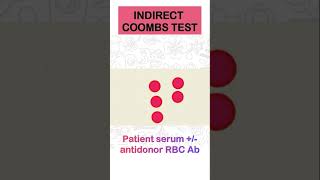 Indirect coombs Test trendingshorts viral medical biology mbbs bloodgroup [upl. by Higbee316]