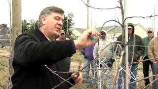 The New Tall Spindle Apple Orchard System Tying down young trees [upl. by Barnes]