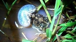 Pereréca Inchando e Cantando Physalaemus marmoratus [upl. by Suirtimed]