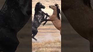 Wild horses fighting [upl. by Mcadams]