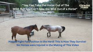 How to Stop Two Wild Horses Fighting For herd Position You Dont [upl. by Musetta]