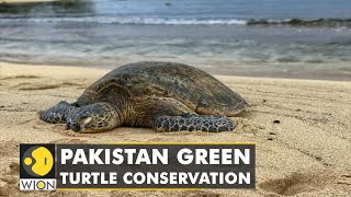 Pakistan wildlife trust ramps up efforts to protect green turtle hatchlings  Latest English News [upl. by Llenrag165]