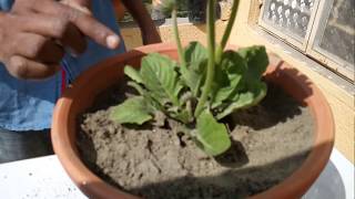 How to care for Gerbera Plant BENGALI [upl. by Retsevel]